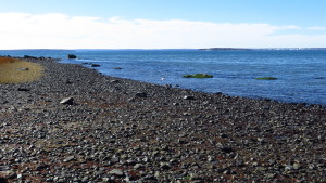 Macroalgae